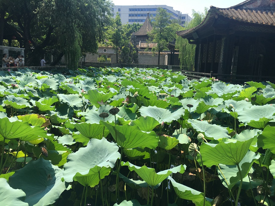 清暉園 (8).jpg